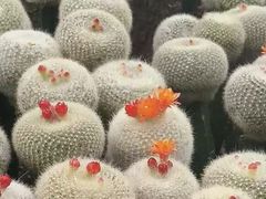 -南山植物园