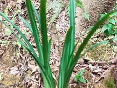 -广州白江湖森林公园