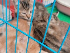 -清平路水族市场