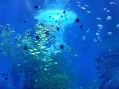 -哈尔滨波塞冬海底世界