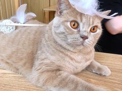 -Catmate·猫肥家润(金润铂宫店)