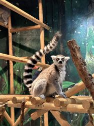 -Zoolung Zoolung动物主题公园(海信广场店)