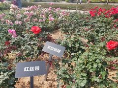 -立新湖公园