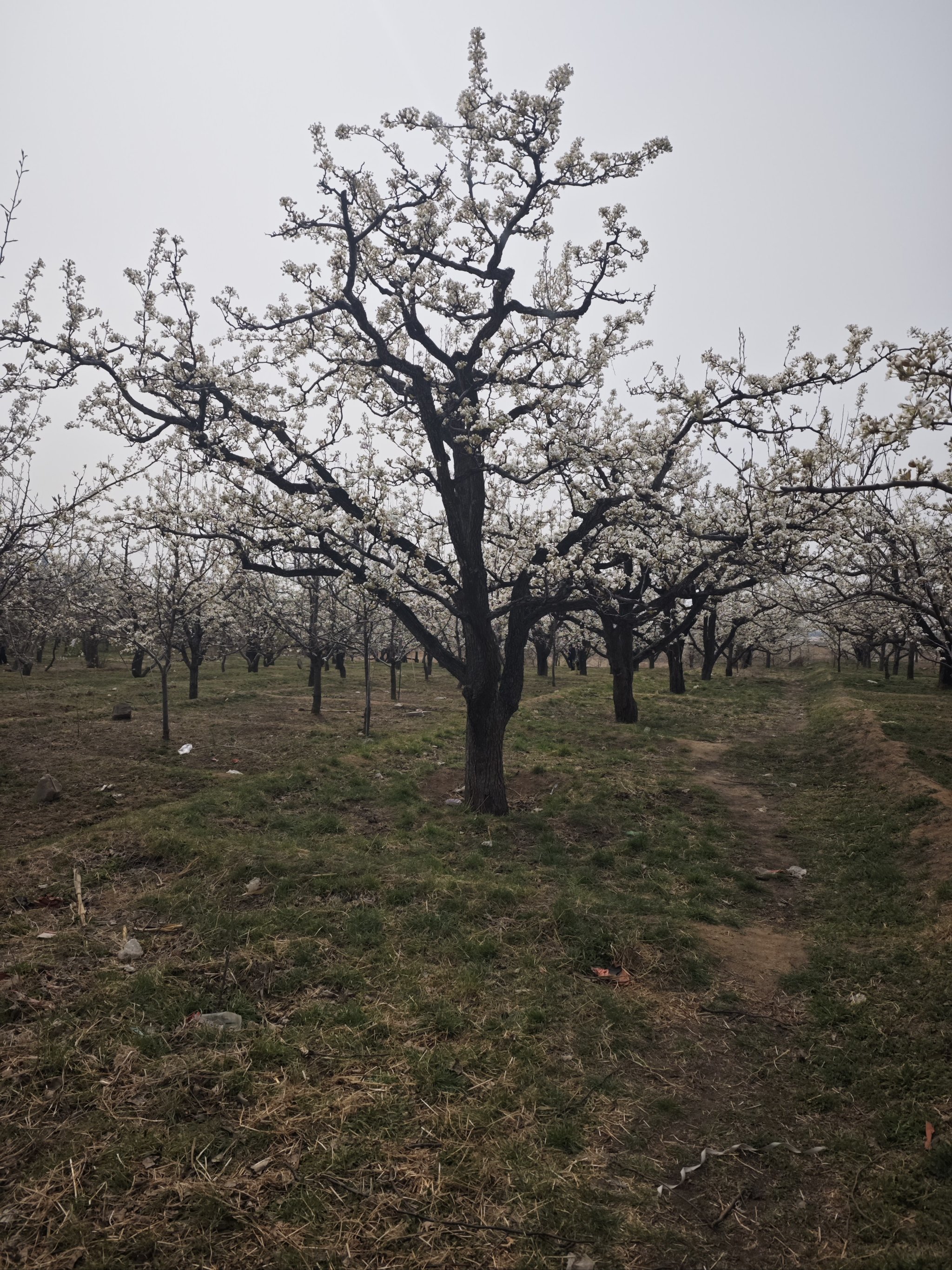 梨花盛开 邀你而来 正明山梨花节