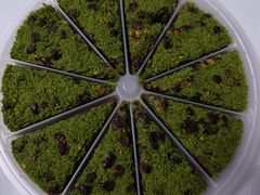 -蟹天蟹地农家菜·阳澄湖大闸蟹(浅水湾店)