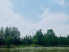 -日照海滨国家森林公园