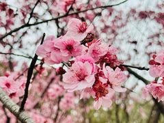 -无锡梅园公园