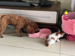 -博特宠物医院24h犬猫全科.骨科·异宠