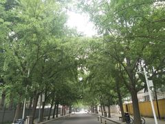 -三里屯东五街银杏大道