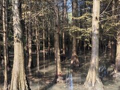 -桤木河湿地公园