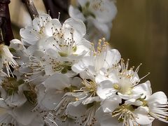 -桃花堤公园