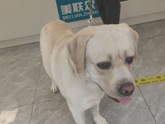 -美联众合爱康动物医院•复杂内科•肿瘤科•牙科•腔镜诊疗中心