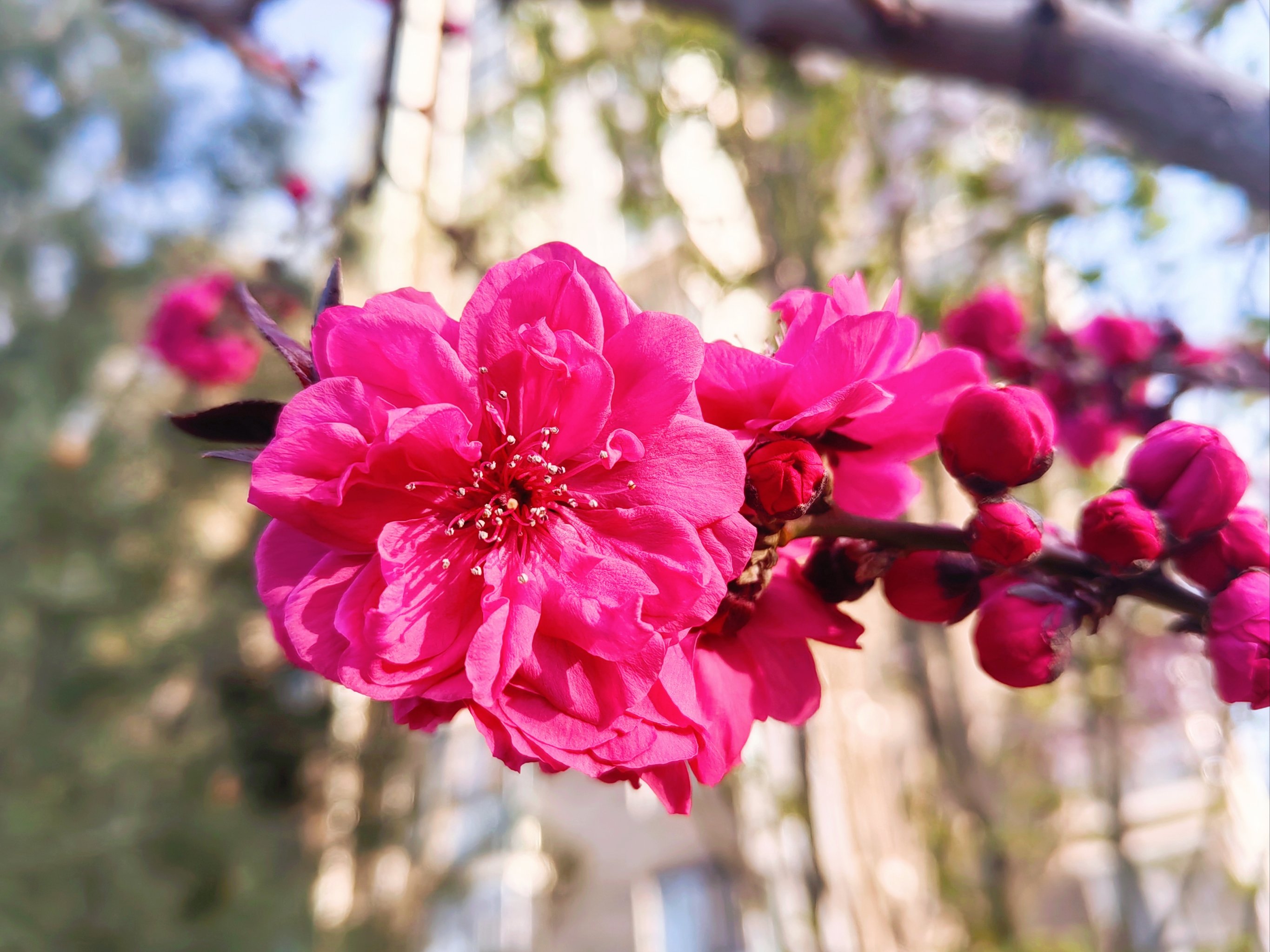 追花实况播报 真爱至上,红叶碧桃的浪漫