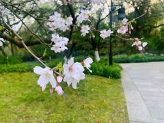 -西湖外事游船(花港观鱼码头)