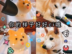 -柴犬高等学院·狗咖·柴犬售卖·宠物训练