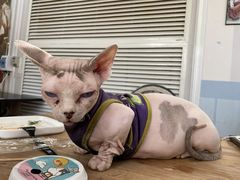 -猫小院猫主题咖啡厅(北锣店)