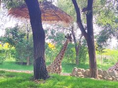 -北京野生动物园