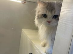 -十月米努特矮脚猫舍