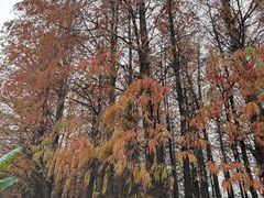 -艾溪湖湿地公园