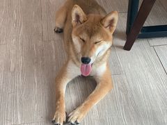 -柴犬高等学院·狗咖·柴犬售卖·宠物训练