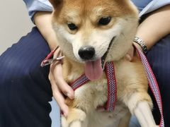 -瑞鹏宠物医院·爱宠堂·骨外专科(西荷分院)