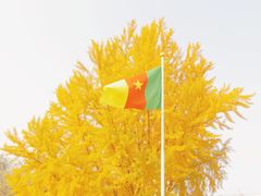 -三里屯东五街银杏大道