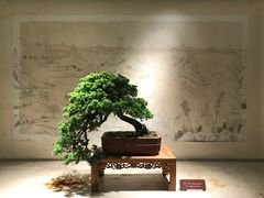 -扬州大运河文化旅游度假区·盆景园