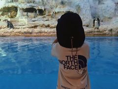 -帝企鹅自助餐厅•儿童岛•真企鹅(长隆企鹅酒店)