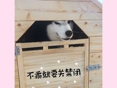 海参-Husky Go! 哈士奇体验馆·宠物咖啡厅狗咖