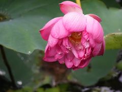 -上海辰山植物园