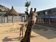-西霞口神雕山野生动物世界