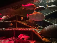 -迪拜水族馆及水下动物园