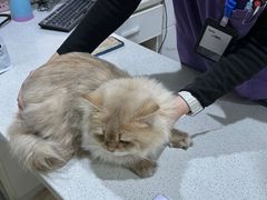 -萌兽医馆·宠物医院·猫骨科(创景店)