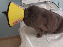 -瑞派福兴宠物医院犬猫全科·骨科·中西医结合(河东店)