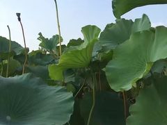 -洪湖生态旅游区