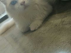 -瞄一喵猫咖(格力海岸店)