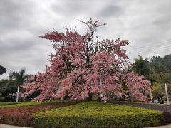 -中国移动南方基地