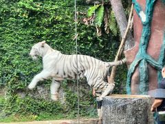 -清迈夜间动物园