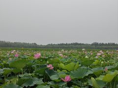 -西青郊野公园