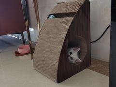 -小猫来了·猫舍(红山六九七九店)