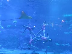 -烟台海昌鲸鲨海洋公园