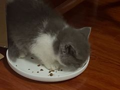 -福州肆爪动物医院