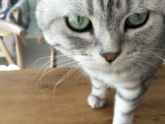 -平行世界·猫咖(首经贸店)