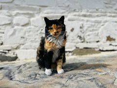 -松赞拉萨林卡酒店