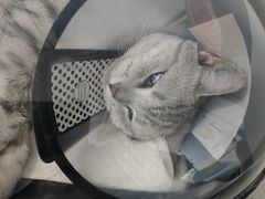 -纳吉亚猫专科动物诊疗中心(蒋宅口分院)