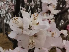 -桃花堤公园