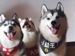 -Husky Go! 哈士奇体验馆·宠物咖啡厅狗咖