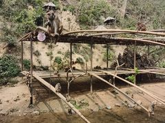 -西双版纳原始森林公园
