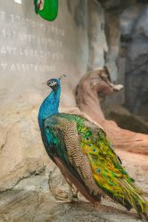 -Zoolung Zoolung动物主题公园(海信广场店)