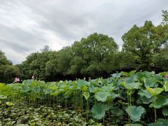 -西溪国家湿地公园